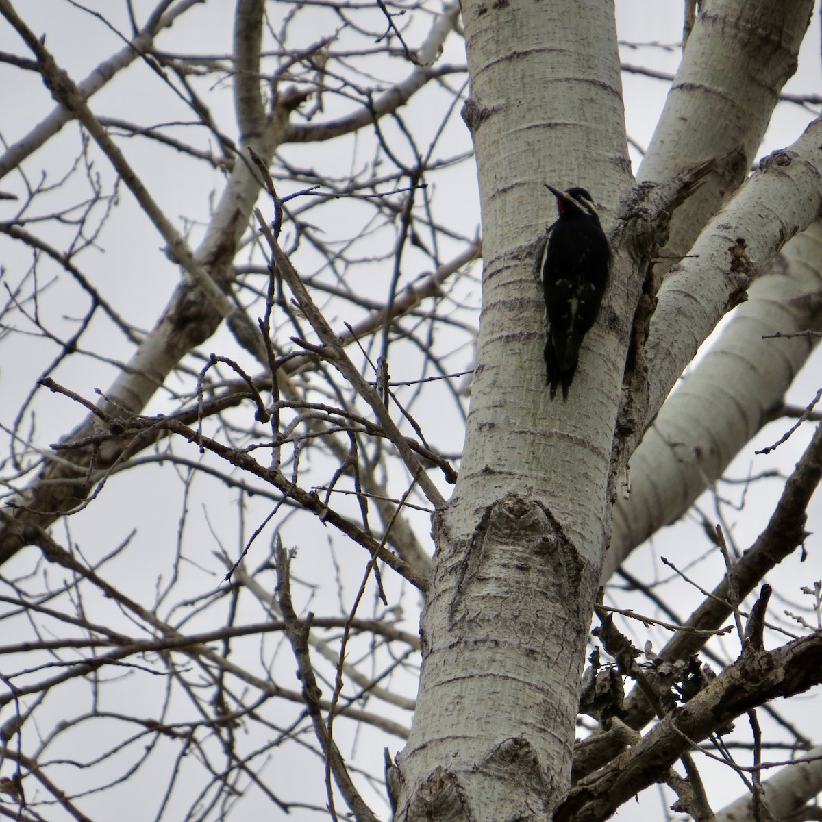 Williamson's Sapsucker - ML527627111