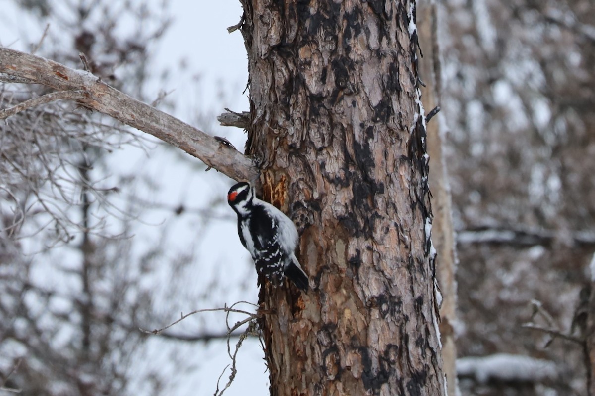 Hairy Woodpecker - ML527630941