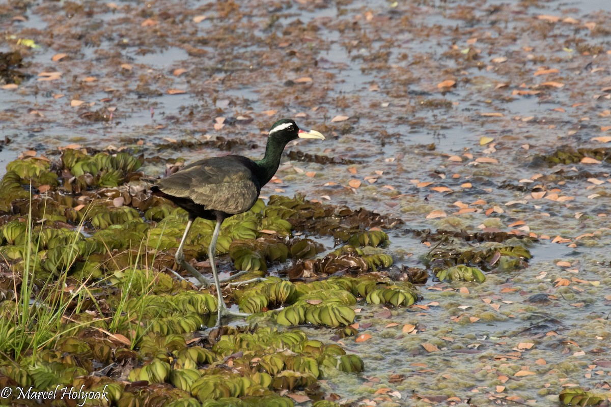 Bronze-winged Jacana - ML527631101