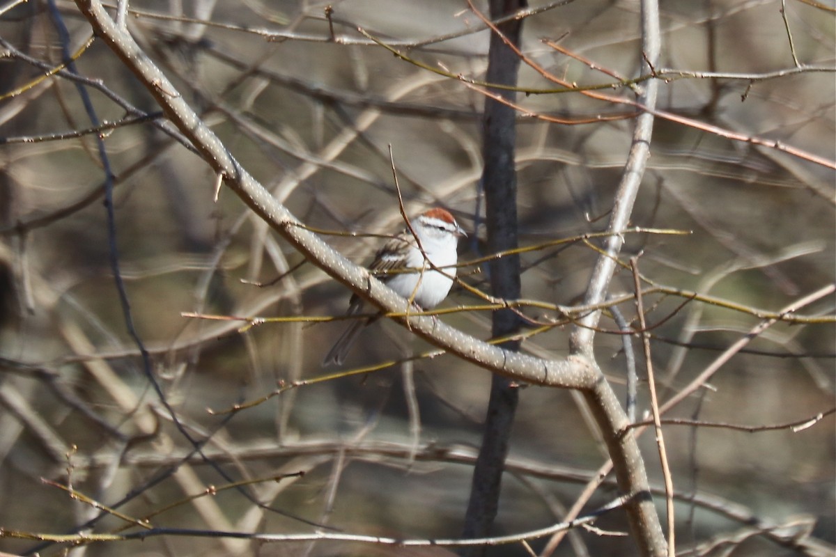 Chipping Sparrow - ML52763111