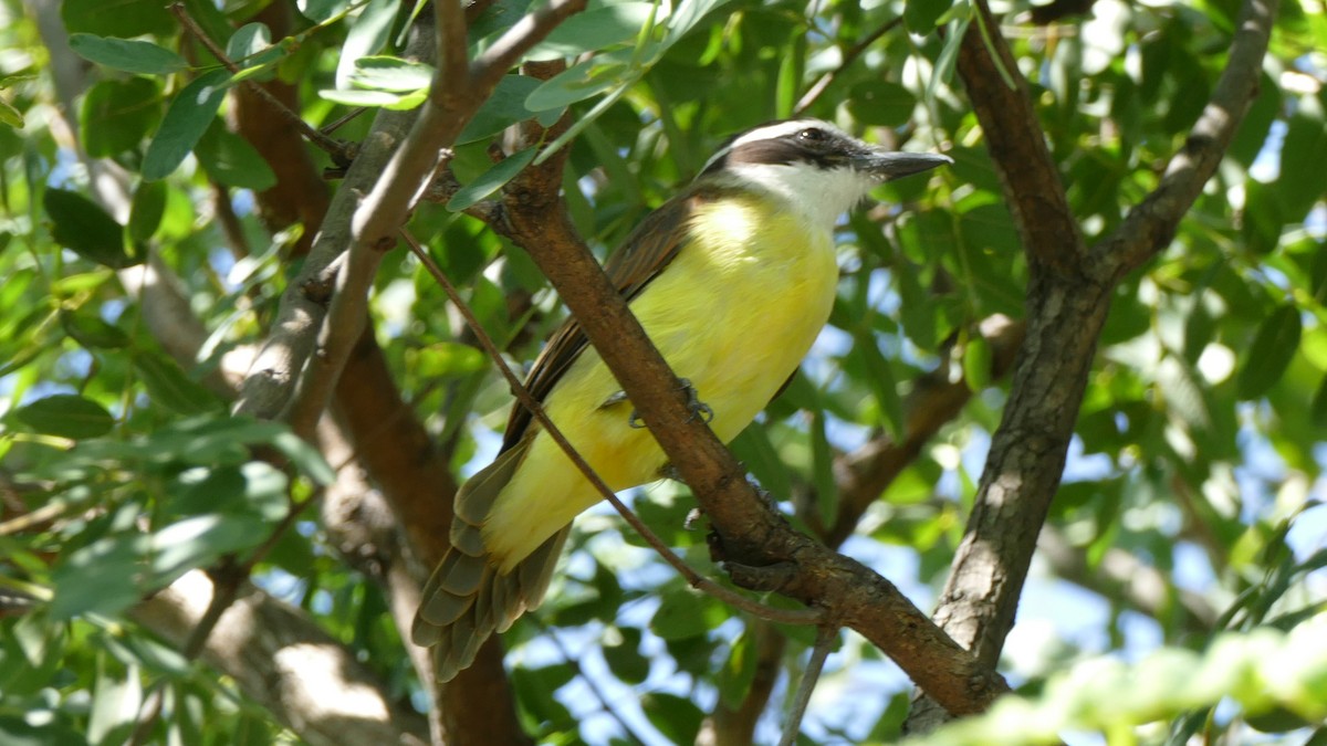 Great Kiskadee - Andreas Hess