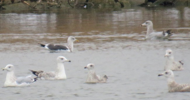 Lesser Black-backed Gull - ML527632071