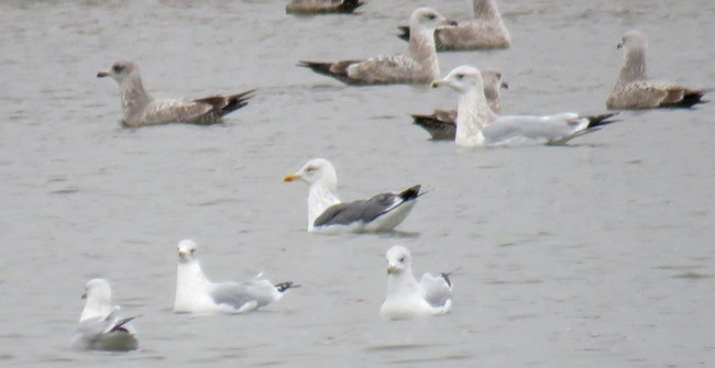 Lesser Black-backed Gull - ML527632151