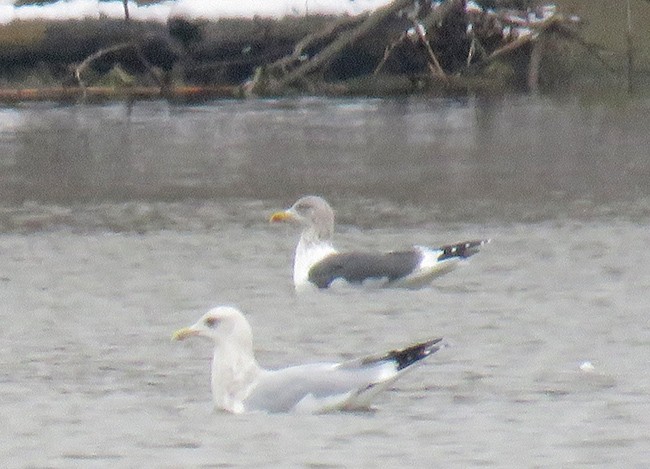 Lesser Black-backed Gull - ML527632221