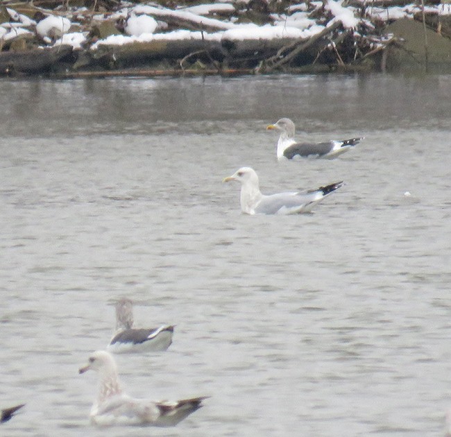 Lesser Black-backed Gull - ML527632291