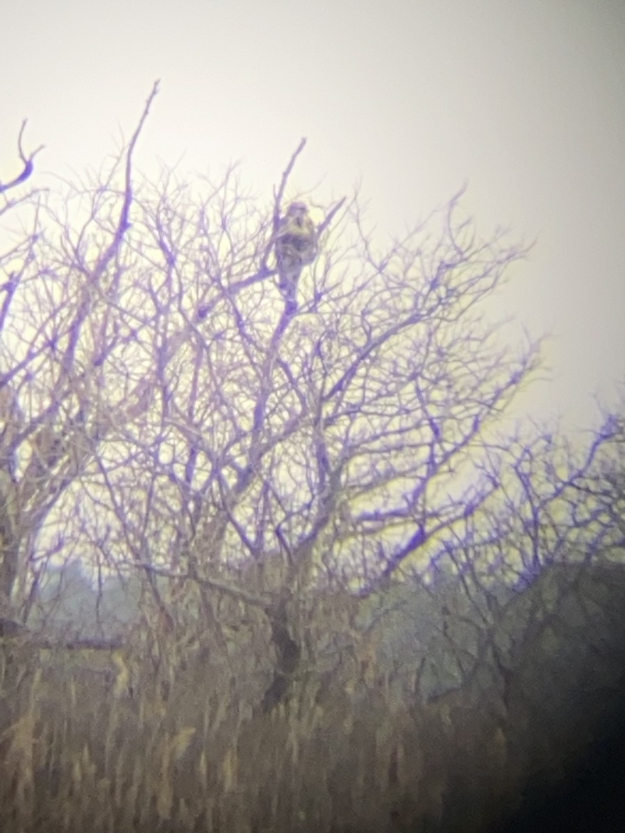 Rough-legged Hawk - ML527632711