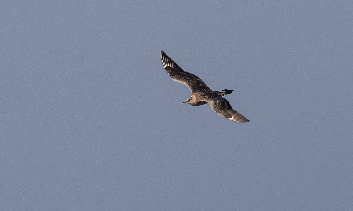 Long-tailed/Parasitic Jaeger - ML527633471