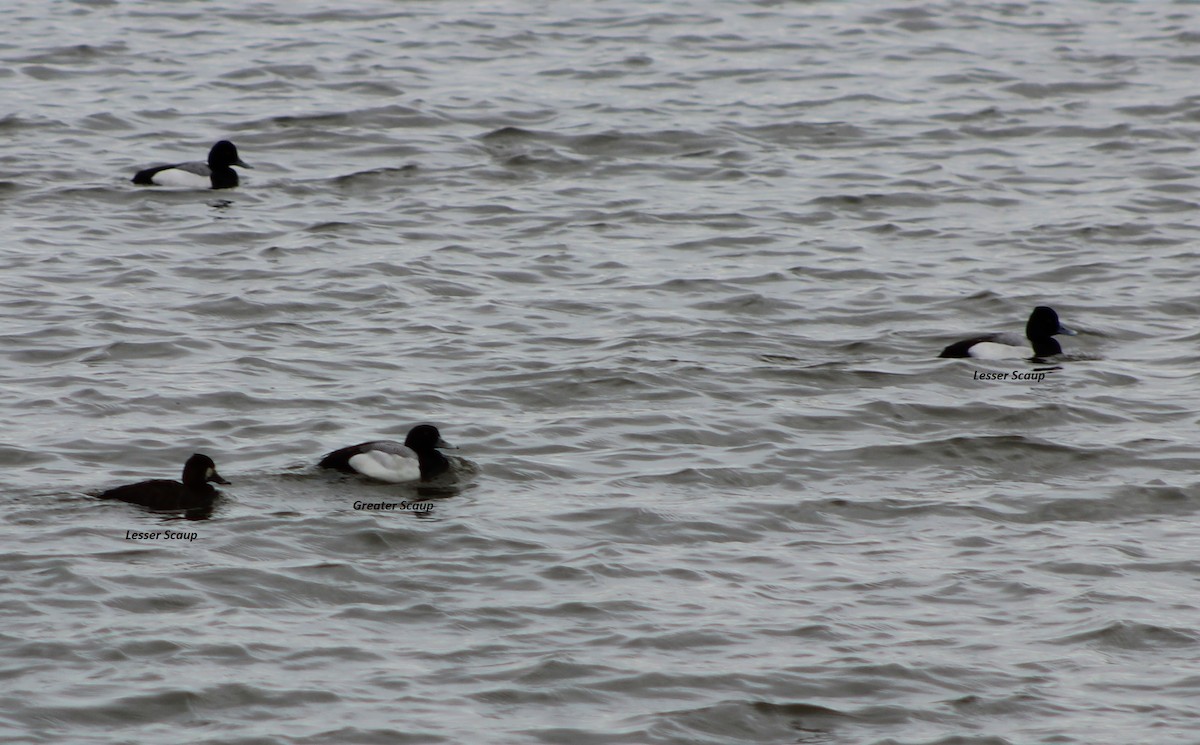 Greater Scaup - ML52763351