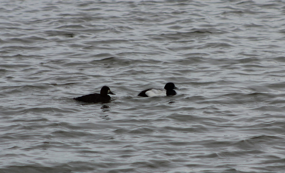 Greater Scaup - ML52763361