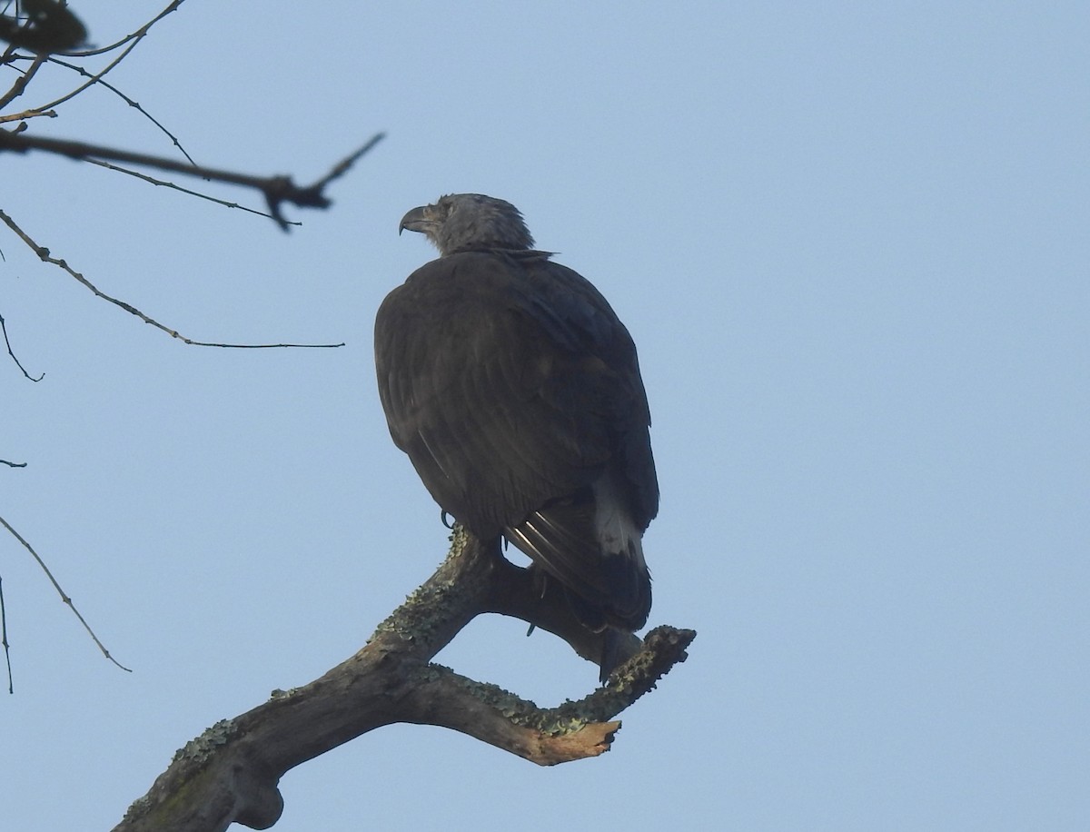 Lesser/Gray-headed Fish-Eagle - ML527634961