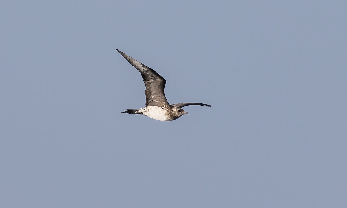 Parasitic Jaeger - ML527635551