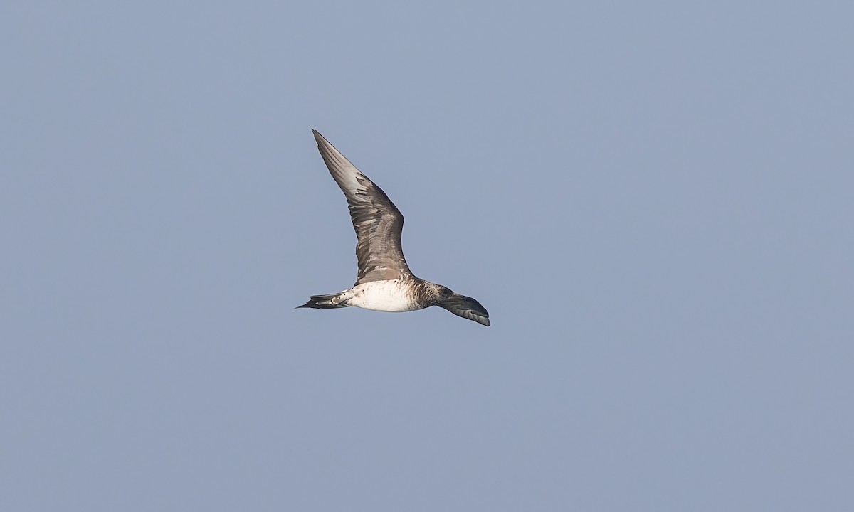 Parasitic Jaeger - ML527635571