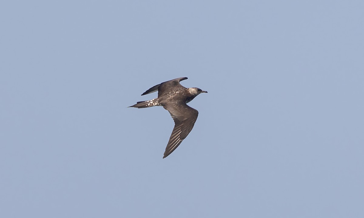 Parasitic Jaeger - ML527635611