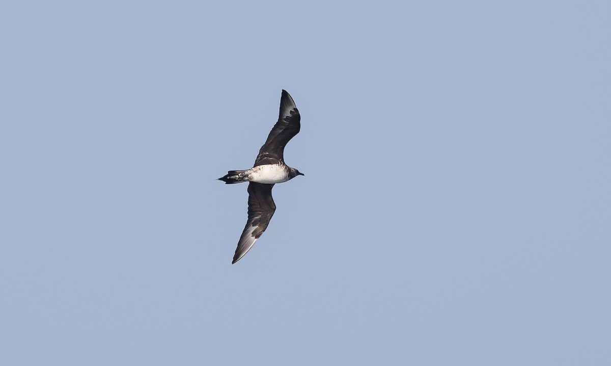 Parasitic Jaeger - ML527635621