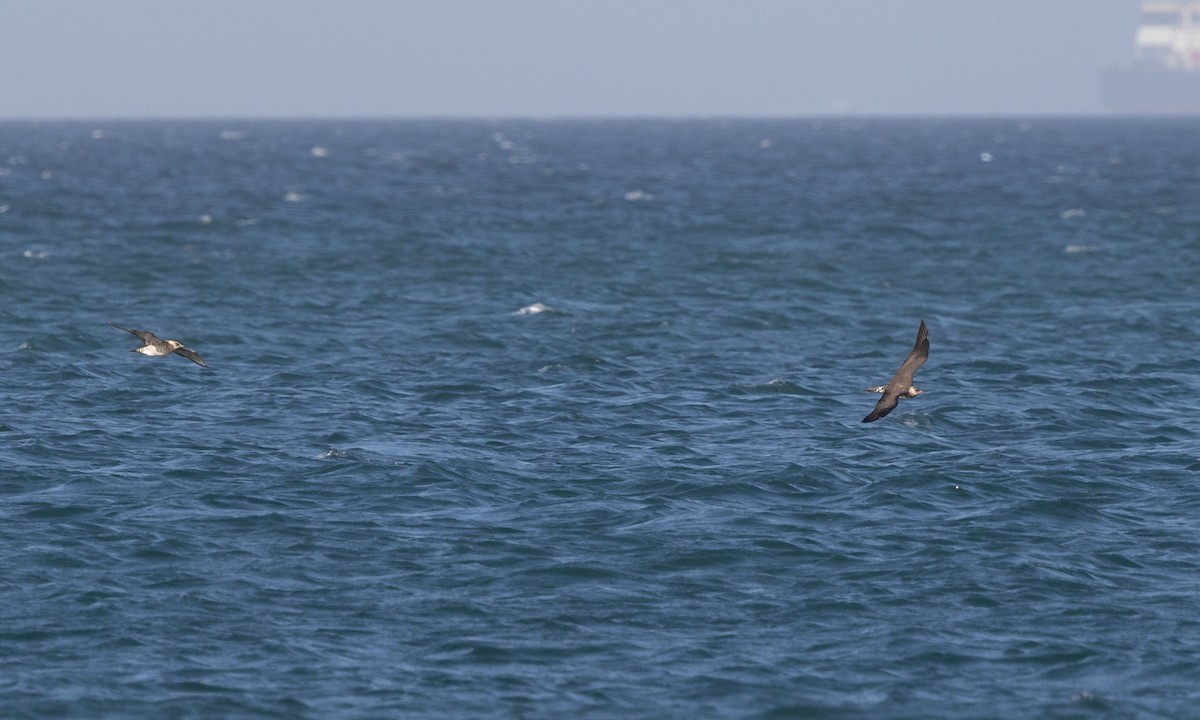 Parasitic Jaeger - ML527635821