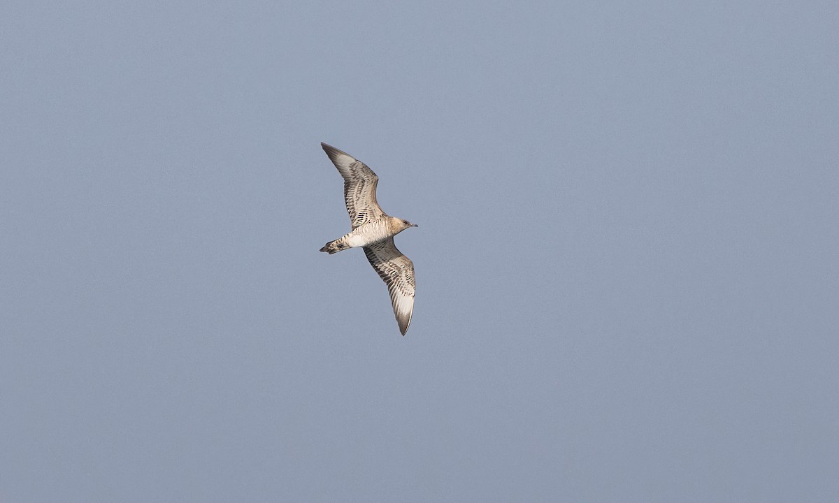 Long-tailed/Parasitic Jaeger - ML527636991