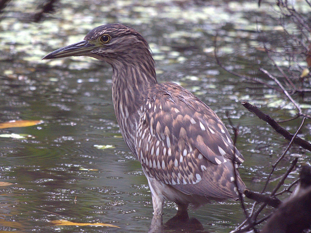 Nankeen Night Heron - ML527637151