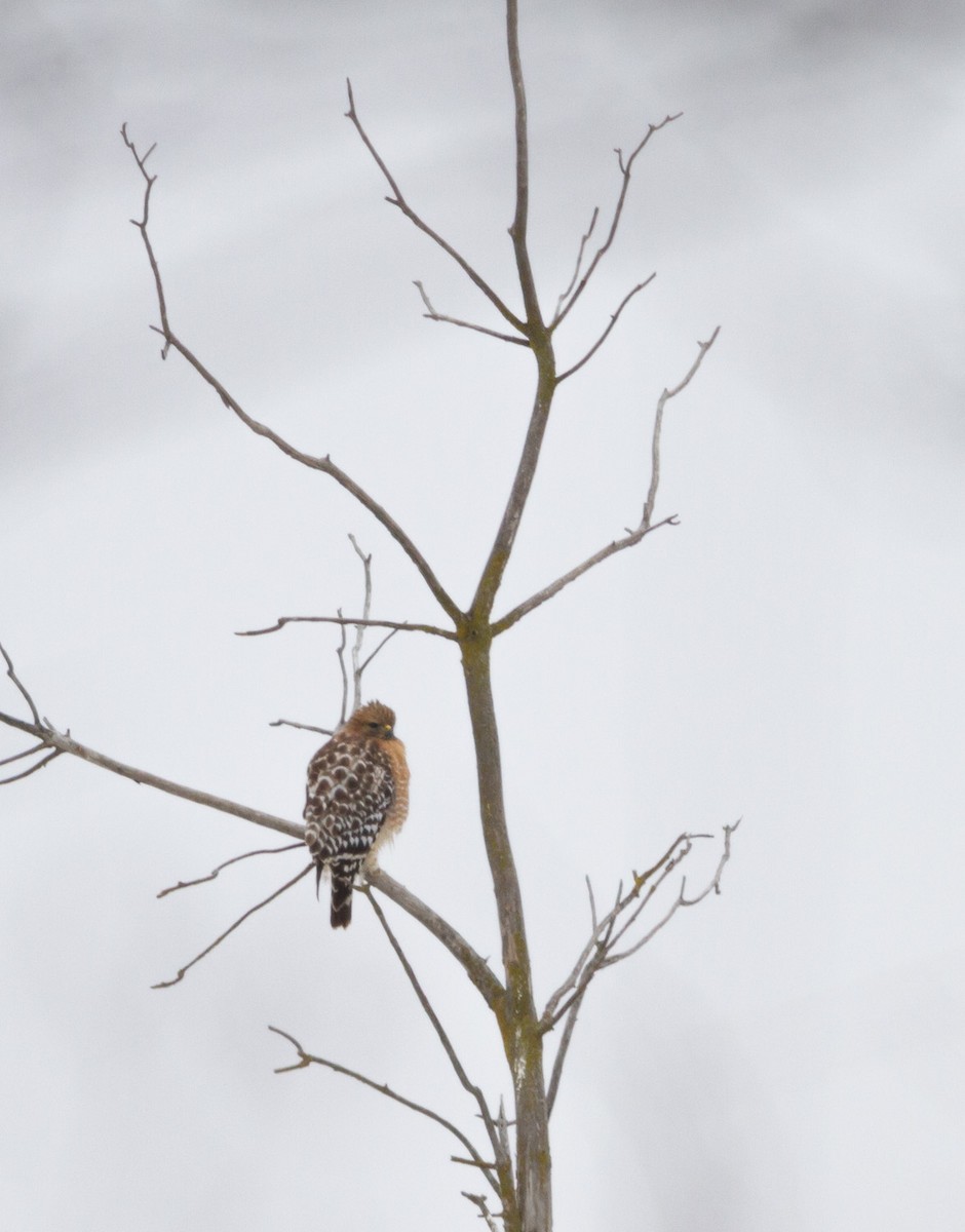 Red-shouldered Hawk - Darren Clark
