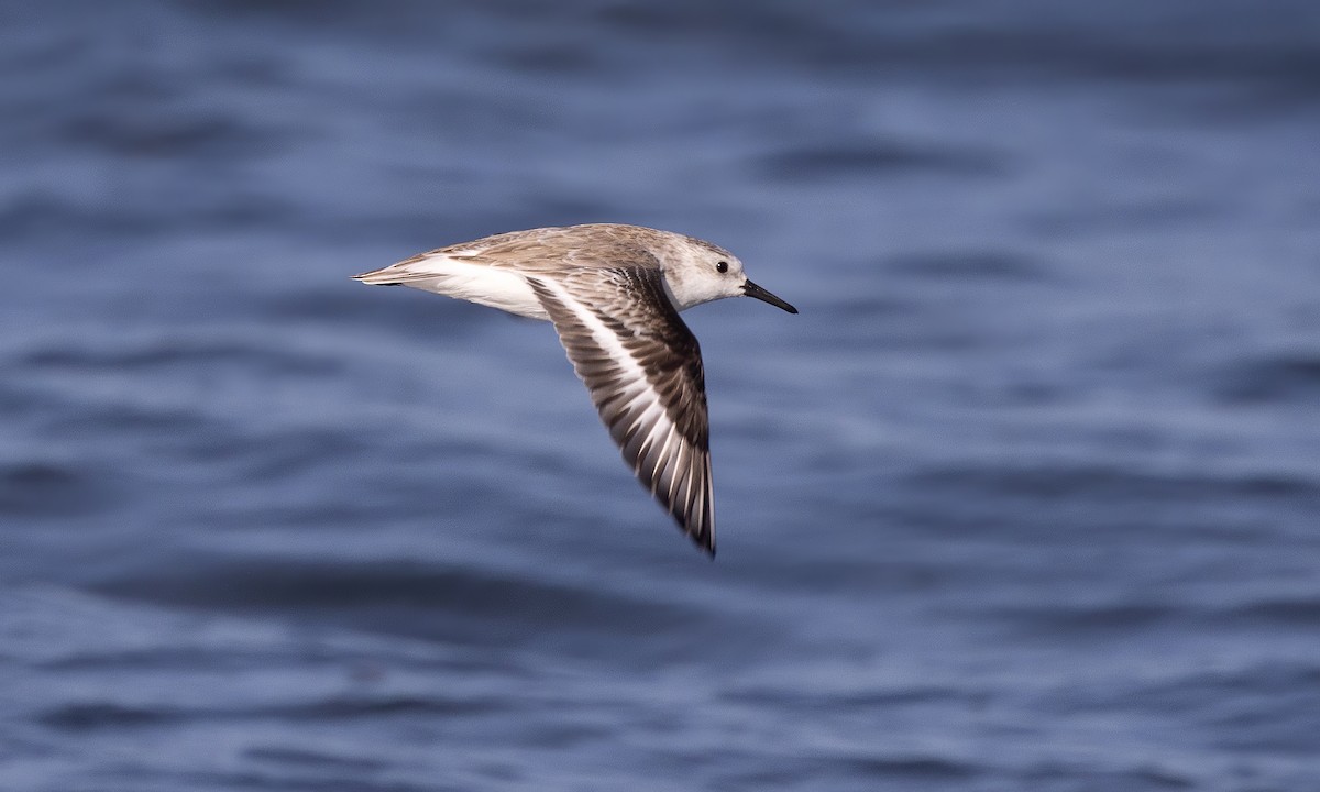 Bécasseau sanderling - ML527637671