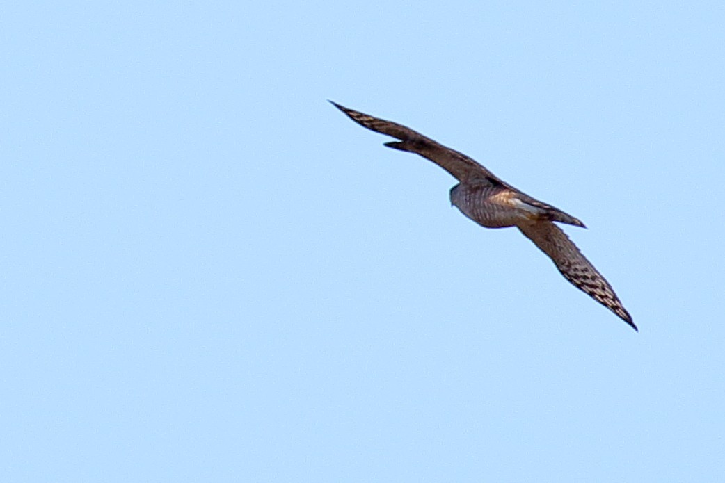 Sharp-shinned Hawk - ML527637771