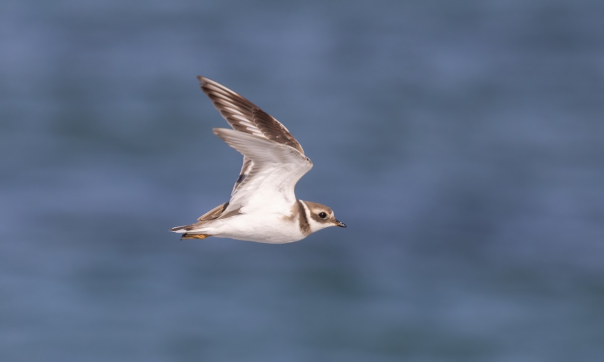 Common Ringed Plover - ML527638051