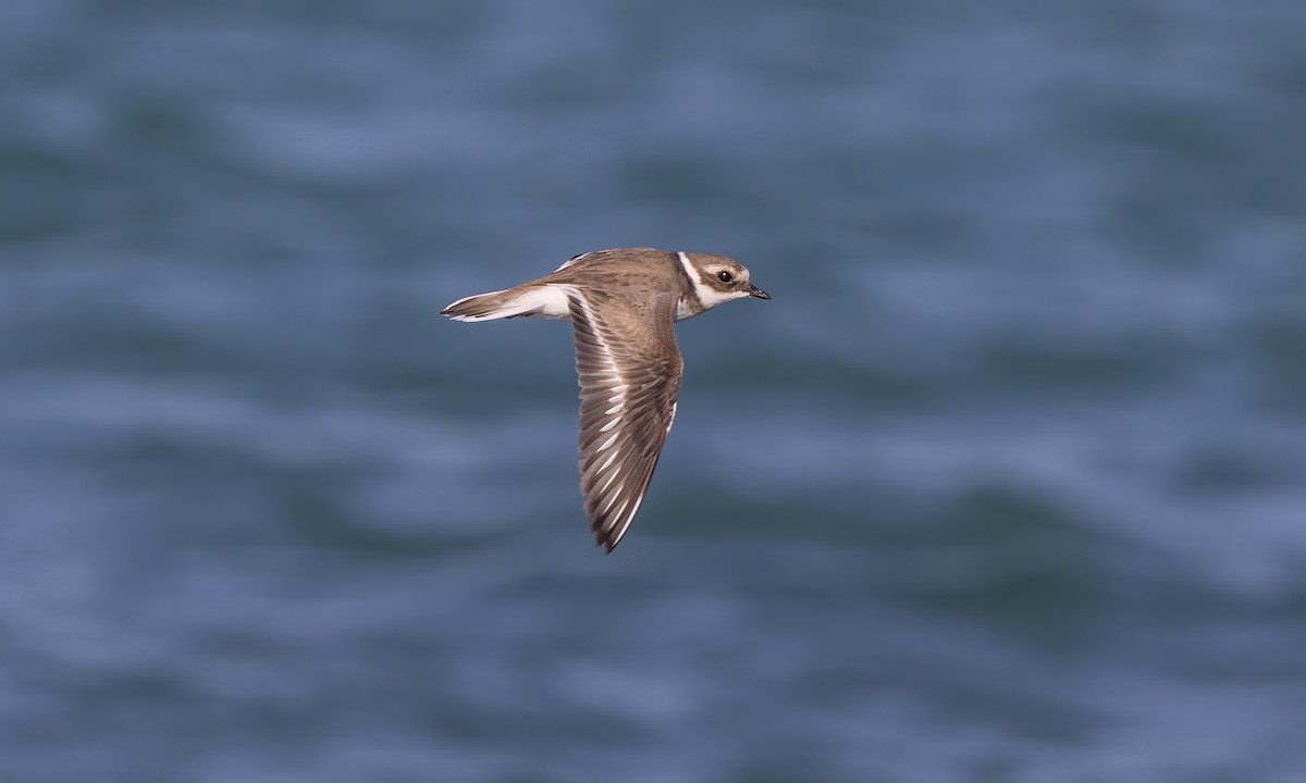 Common Ringed Plover - ML527638061