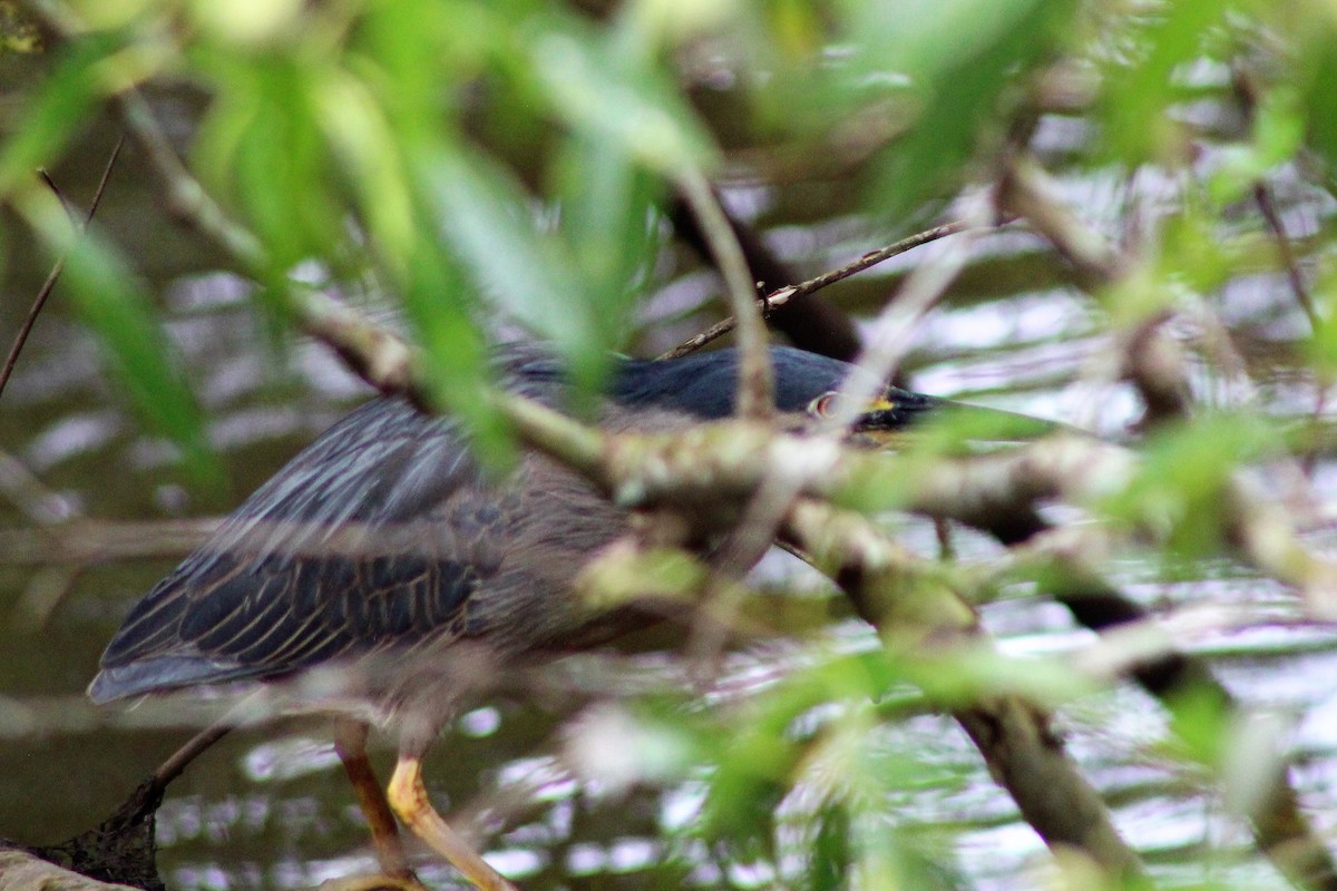 Striated Heron (Old World) - ML527638111