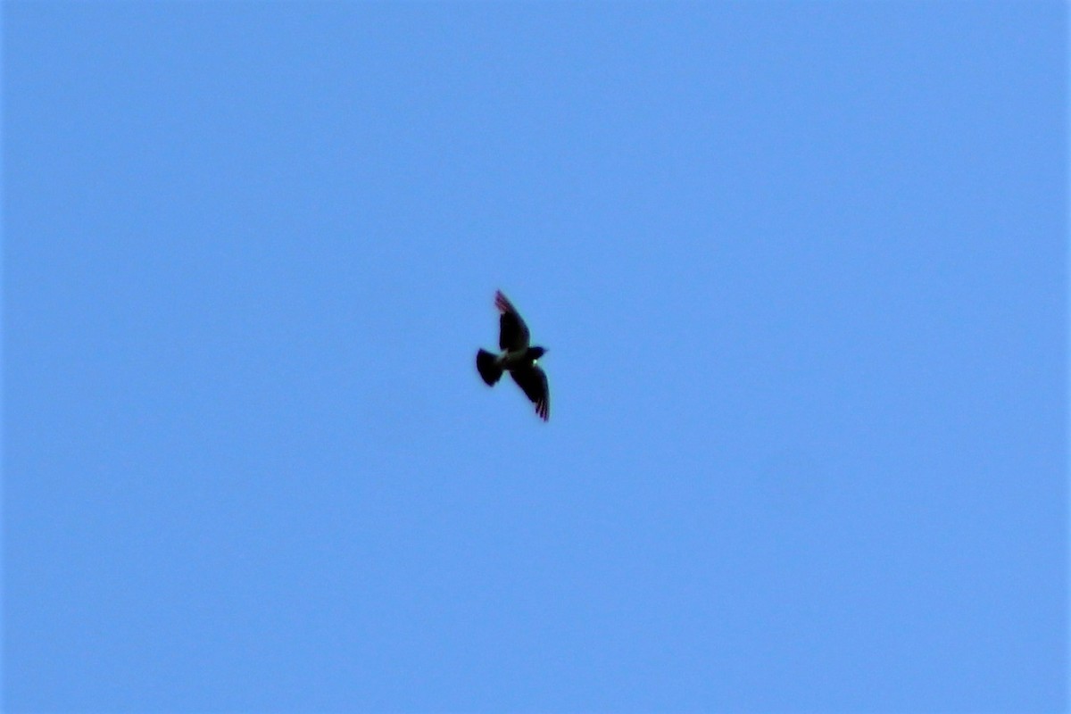 White-breasted Woodswallow - Leonie Beaulieu