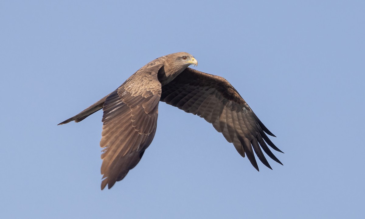 Black Kite (Yellow-billed) - ML527639591