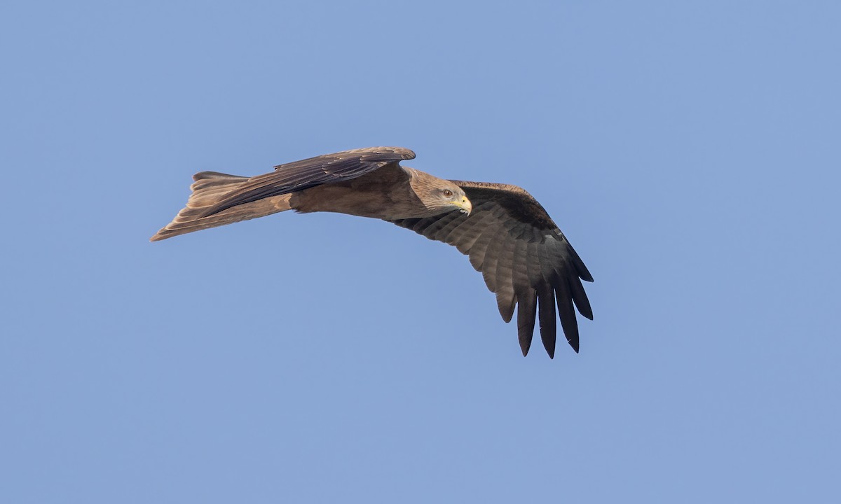 Black Kite (Yellow-billed) - ML527639601