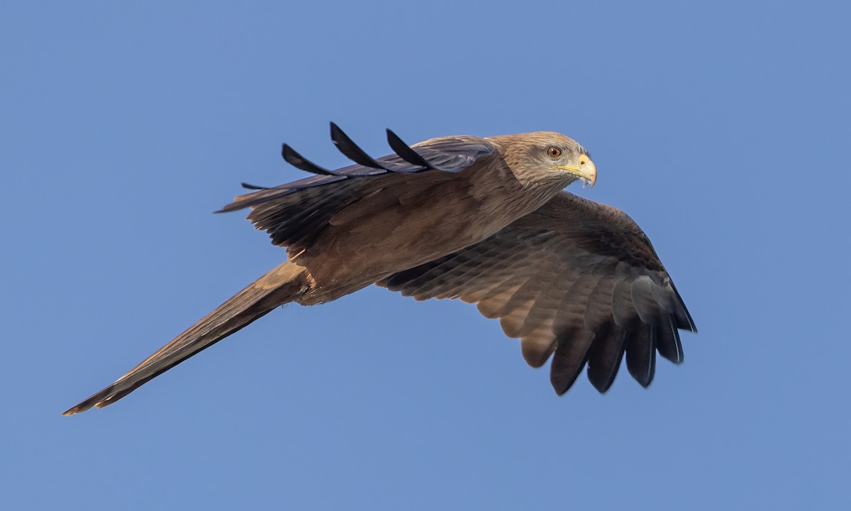 Black Kite (Yellow-billed) - ML527639611