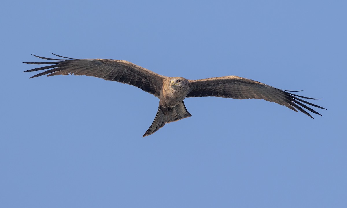 Black Kite (Yellow-billed) - ML527639621