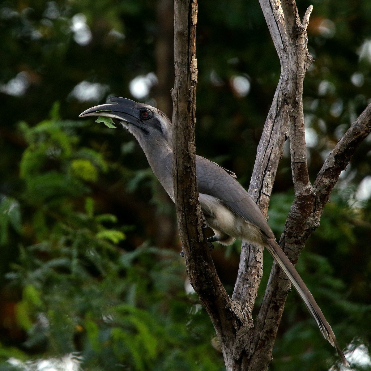 Indian Gray Hornbill - ML527639811