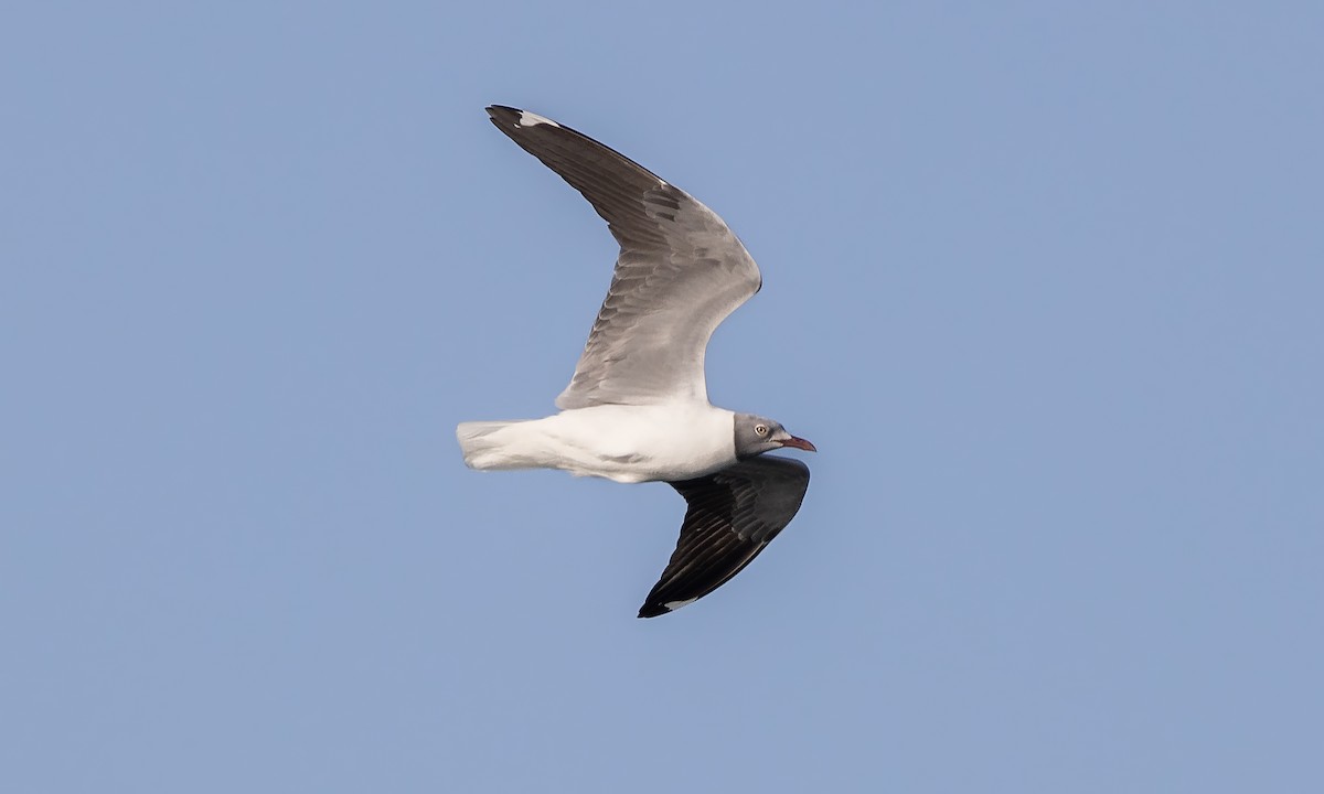 Gray-hooded Gull - ML527639931