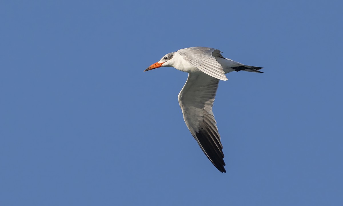 Caspian Tern - ML527640151