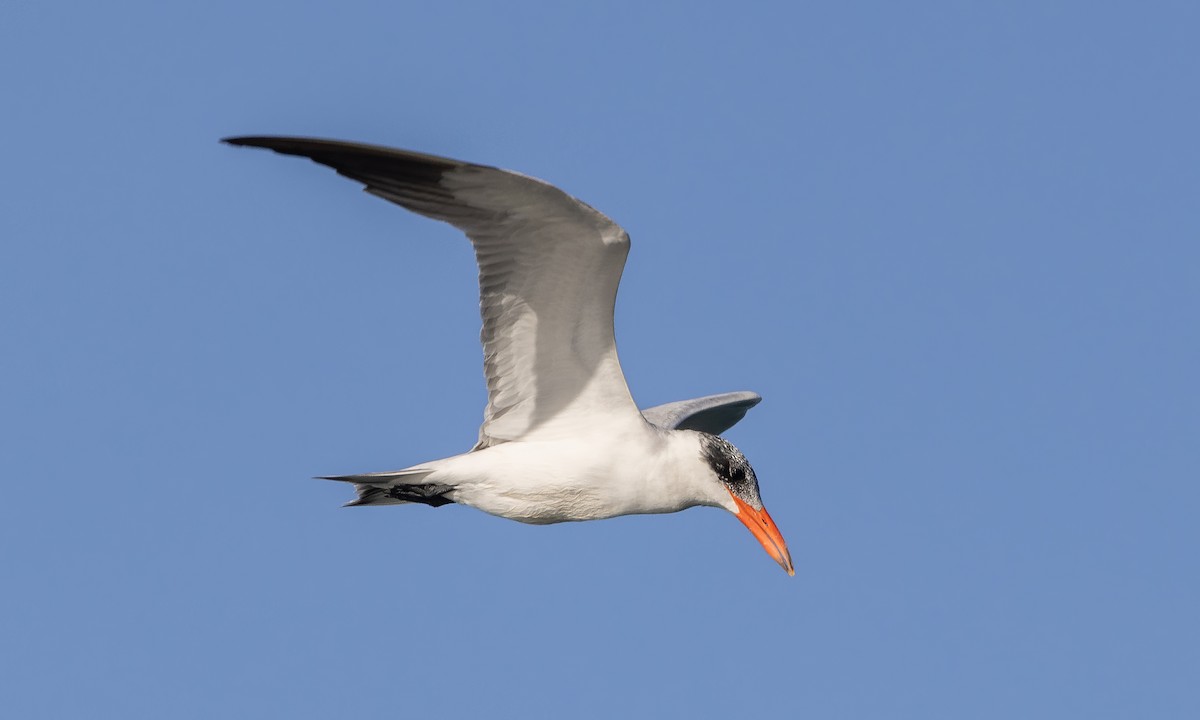 Caspian Tern - ML527640161