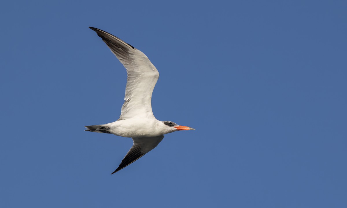 Caspian Tern - ML527640171