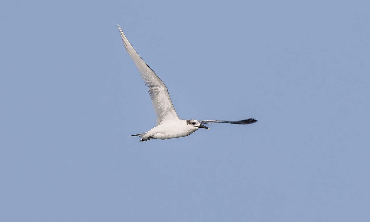 Sandwich Tern (Eurasian) - ML527640951