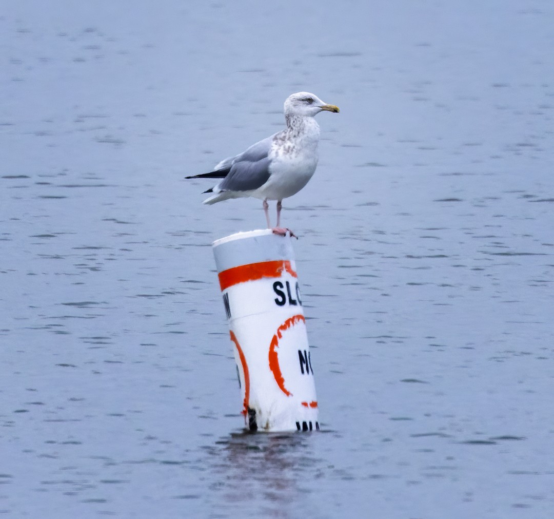 Herring Gull - Eric Dyck