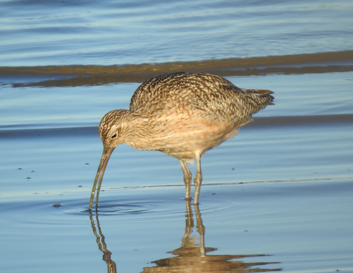 Rostbrachvogel - ML527644971