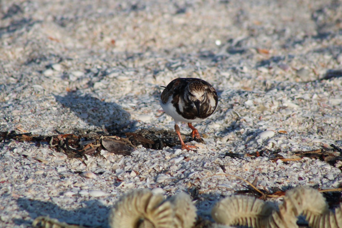 Ruddy Turnstone - ML52764521