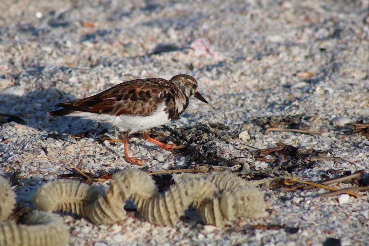 Ruddy Turnstone - ML52764541