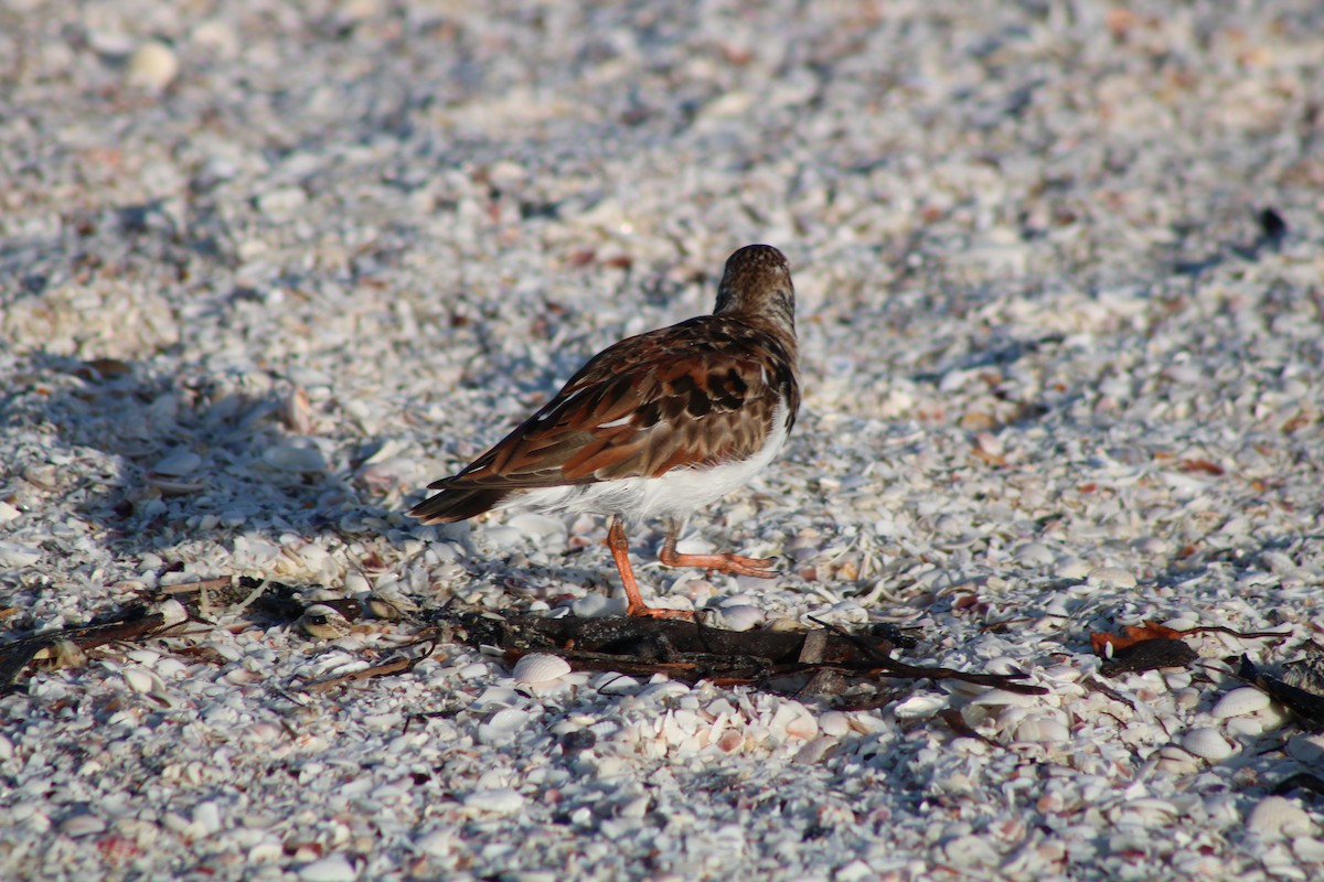 Ruddy Turnstone - Ben Leff