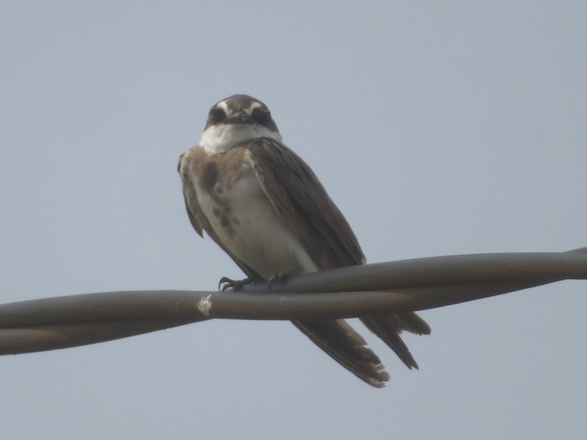 Banded Martin - ML527648111