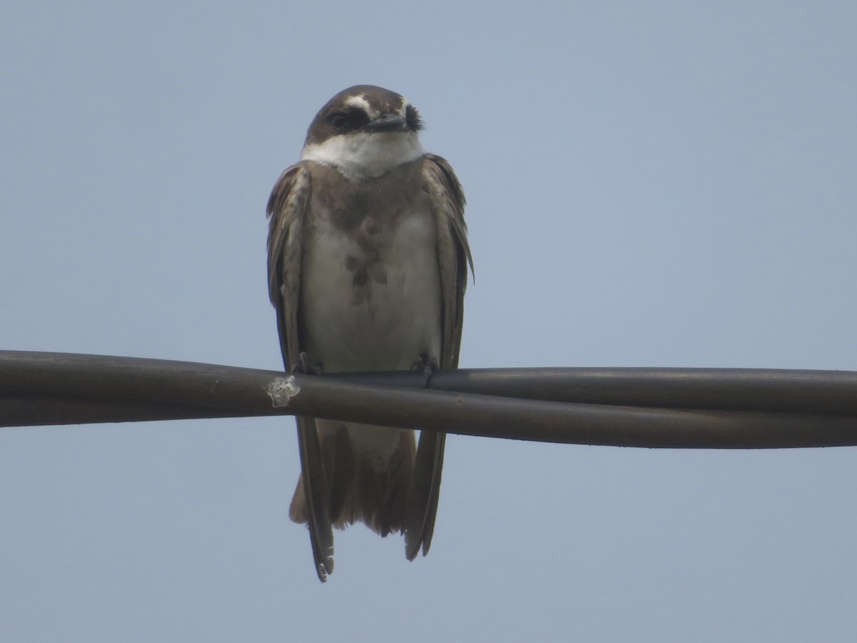 Banded Martin - ML527648291