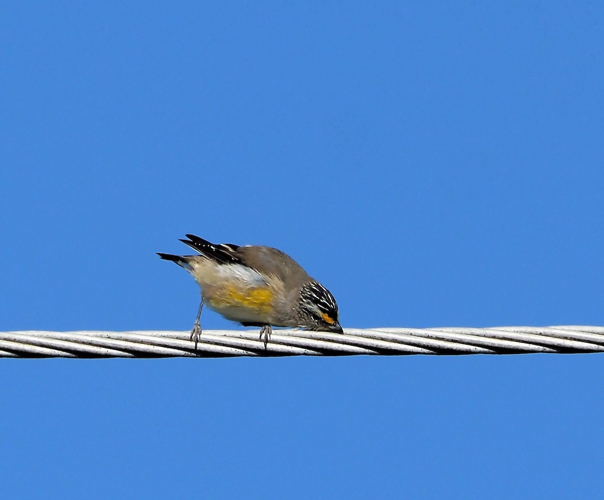 Striated Pardalote (Yellow-tipped) - ML527648781