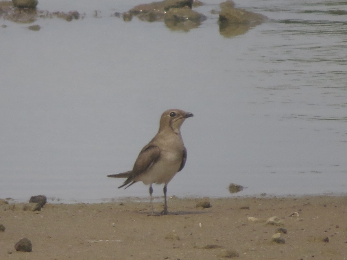 Collared Pratincole - ML527648791