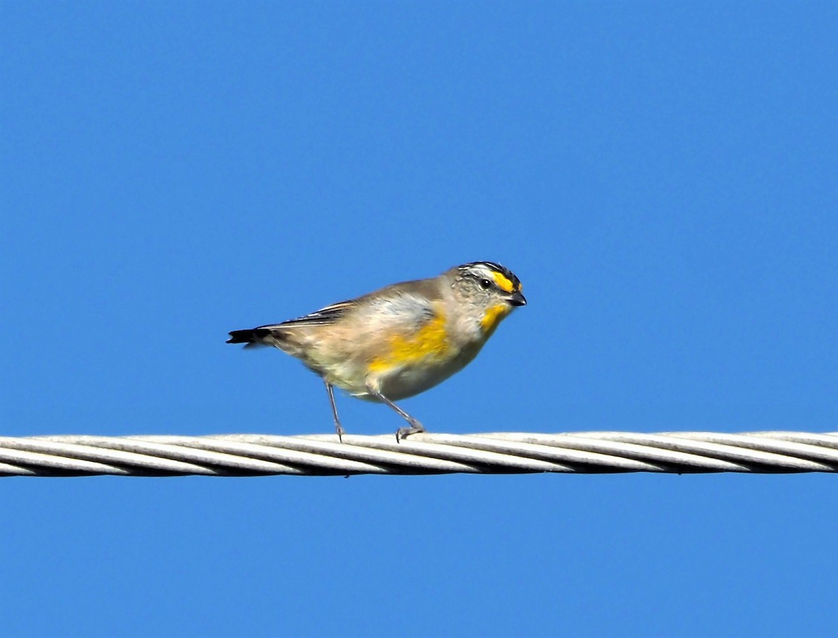 Striated Pardalote (Yellow-tipped) - ML527648801