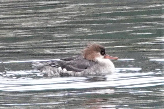 Red-breasted Merganser - ML527648951