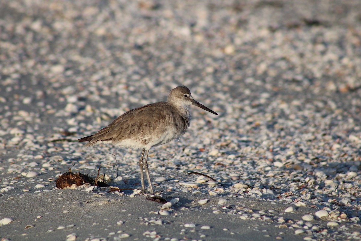 Willet - ML52764901